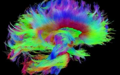 Vous avez dit « Neuromythe » ?