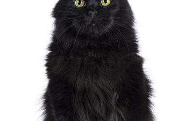 Superstition : quand le coach perd les commandes